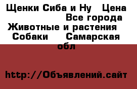 Щенки Сиба и Ну › Цена ­ 35000-85000 - Все города Животные и растения » Собаки   . Самарская обл.